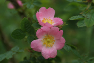 Rosa rubiginosaEgelantier bestellen